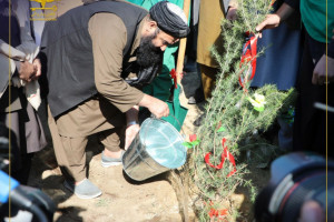 ۲۰۰ هزار اصله نهال در کابل غرس می‌شود
