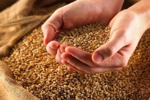 قزاقستان صادرات گندم به افغانستان را افزایش می‌دهد