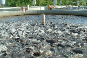چهل فارم پرورش ماهی در شهر ترینکوت ساخته می شود