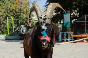 بز کوهی کم‌یاب به باغ وحش کابل منتقل شد