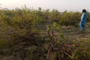 پکتیکا؛ افراد ناشناس 300 درخت را قطع کردند
