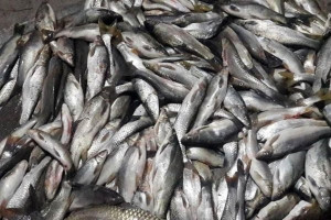 افغانستان سالانه ۱۰ هزار تُن ماهی تولید می‌کند