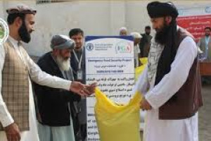 تخم اصلاحشده بذری برای دهاقین لغمان توزیع شد