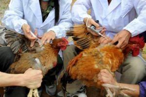 واردات مرغ از ایران و پاکستان متوقف می شود