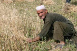 فائو: خشک‌سالی دغدغه اصلی کشاورزان افغانستان است