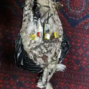 پولیس-هرات-پرنده-جاسوس-را-شکار-کرد