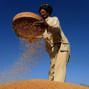 افزایش-درصدی-حاصلات-امسال-مزارع-گندم-افغانستان