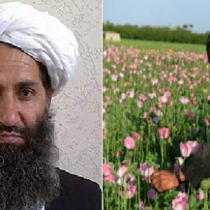 رهبر-طالبان-کشت-کوکنار-را-ممنوع-اعلام-کرد