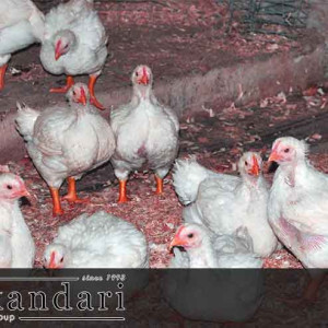 واردات-مرغ-های-پیر-و-مریض-از-پاکستان-به-غزنی