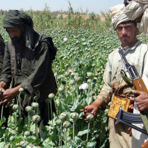 طالبان-مردم-کاپیسا-را-مجبور-به-کشت-مواد-مخدر-می-کنند