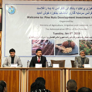 افغانستان-ظرفیت-تولید-هزار-تُن-جلغوزه-را-در-سال-دارد
