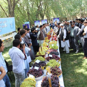 افزایش-درصدی-صادرات-میوه-و-سبزیجات-افغانستان