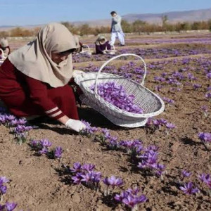 افزایش-صادرات-زعفران-افغانستان-به-کشورهای-عربی-و-اروپایی