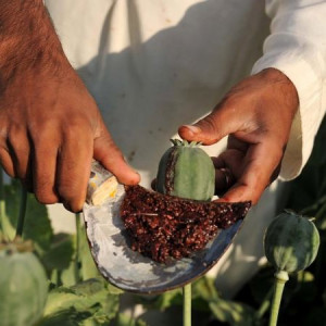 افزایش-درصدی-تولید-تریاک-در-افغانستان