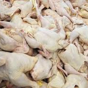 جلوگیری-از-فروش-هزار-مرغ-فاسد-شده-در-هرات