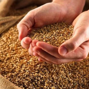 قزاقستان-صادرات-گندم-به-افغانستان-را-افزایش-می‌دهد