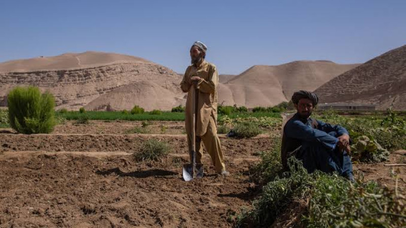 نیوزیلند-دو-میلیون-دالر-به-کشاورزان-افغانستان-کمک-می‌کند