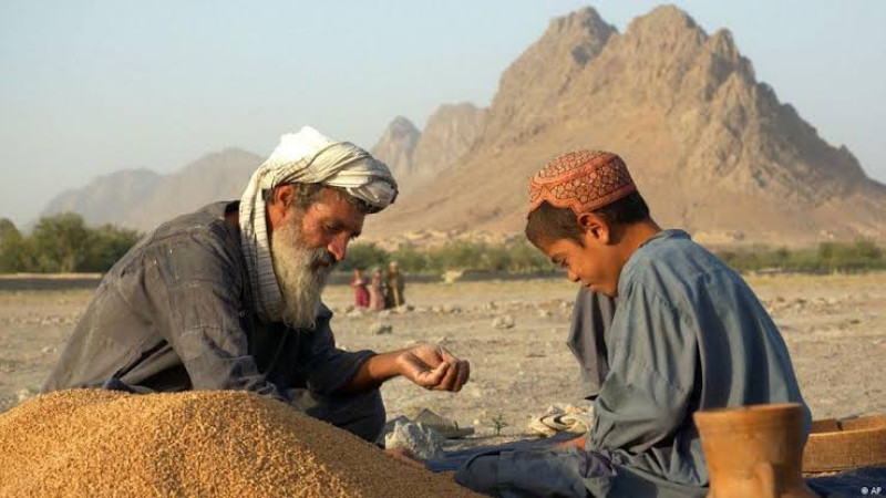 افغانستان-به-واردات-بیش-از-دو-میلیون-تُن-گندم-نیاز-دارد