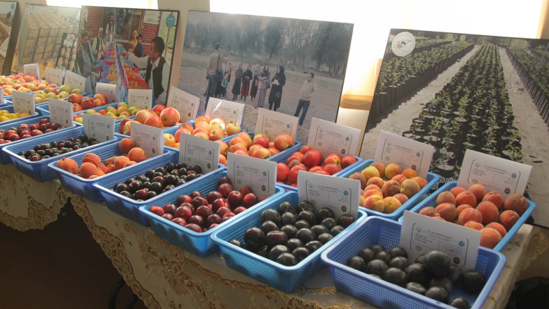 ارزش-محصولات-میوه-افغانستان-به--میلیارد-دلار-در-سال-میرسد