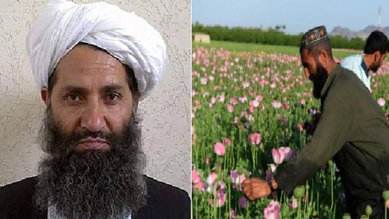 رهبر-طالبان-کشت-کوکنار-را-ممنوع-اعلام-کرد