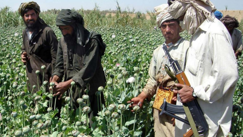 طالبان-مردم-کاپیسا-را-مجبور-به-کشت-مواد-مخدر-می-کنند
