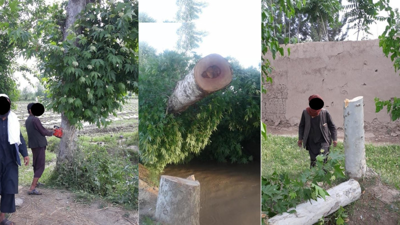 دشمنی-طالبان-با-محیط-سبز؛-ده‌ها-درخت-در-کندز-قطع-شدند