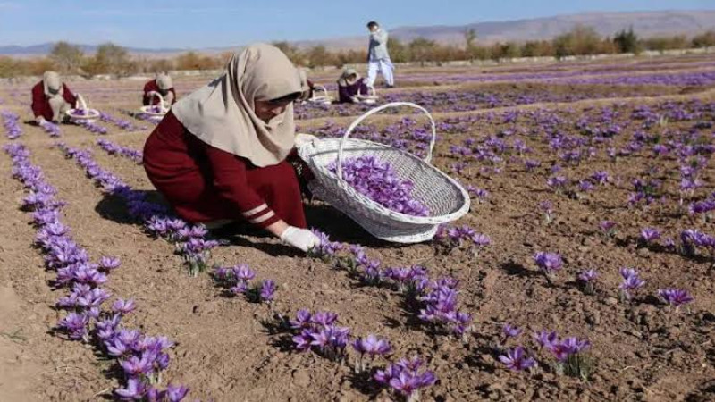 افزایش-صادرات-زعفران-افغانستان-به-کشورهای-عربی-و-اروپایی