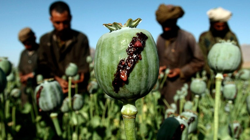 کاهش-درصدی-کشت-تریاک-در-افغانستان