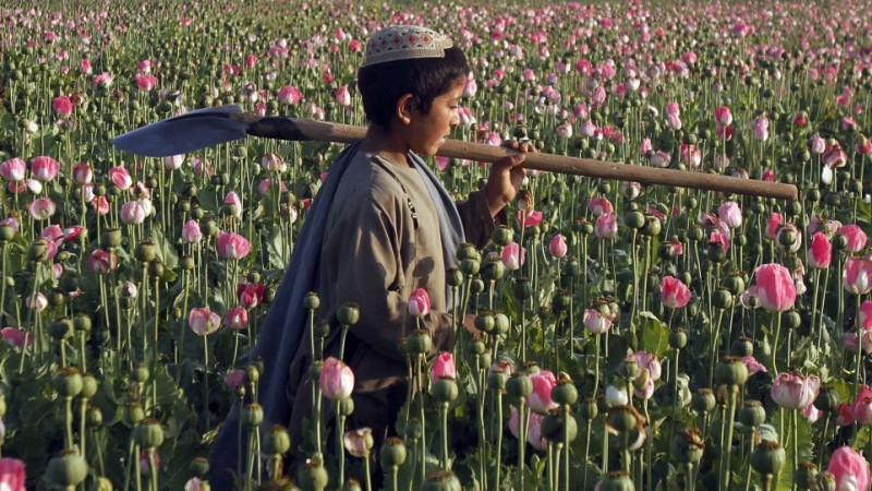 زکات-اجباری-طالبان-از-کشاورزان-هلمند