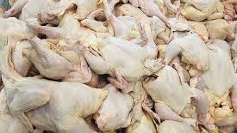 جلوگیری-از-فروش-هزار-مرغ-فاسد-شده-در-هرات