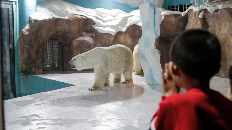 افتتاح-«هوتل-خرس-قطبی»-در-چین