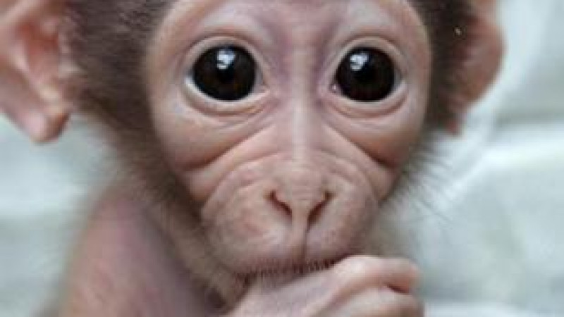 متولد-شدن-کوچکترین-میمون-جهان