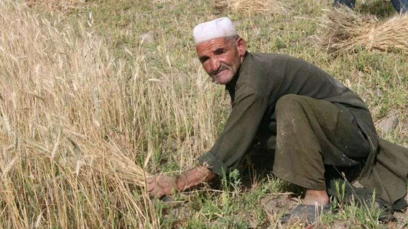 فائو-خشک‌سالی-دغدغه-اصلی-کشاورزان-افغانستان-است