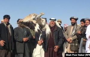 زمینه شکارپرندگان برای خارجی ها در افغانستان مساعد گردید