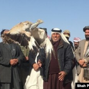 زمینه-شکارپرندگان-برای-خارجی-ها-در-افغانستان-مساعد-گردید