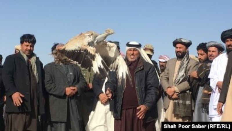 زمینه-شکارپرندگان-برای-خارجی-ها-در-افغانستان-مساعد-گردید