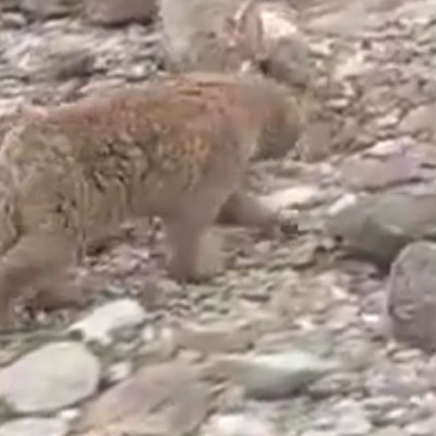 پشک-کوهستانی-در-ننگرهار-به-طبیعت-بازگردانده-شد