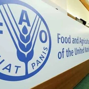 سازمان-ملل-دهها-هزار-شغل-برای-شهروندان-افغانستان-ایجاد-کرده-ایم