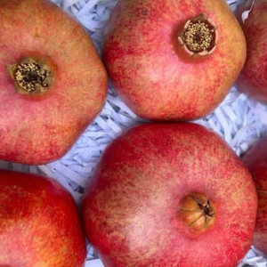 نخستین-محموله-انار-افغانستان-به-قزاقستان-صادر-شد