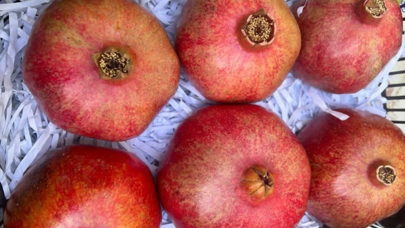 نخستین-محموله-انار-افغانستان-به-قزاقستان-صادر-شد