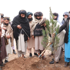 ۴۵-هزار-اصله-نهال-در-هرات-غرس-میشود