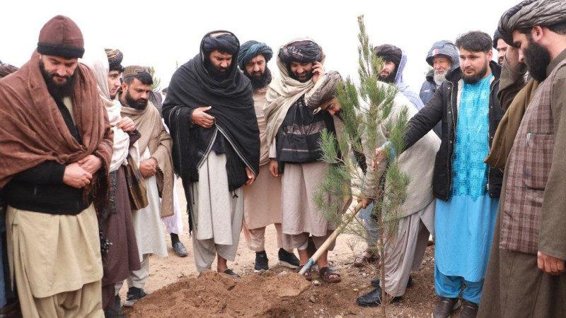 ۴۵-هزار-اصله-نهال-در-هرات-غرس-میشود