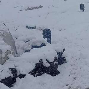 برف-تابستانی-در-پنجشیر-خسارات-هنگفت-بهجا-گذاشت