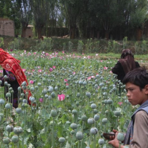 نبود-بازار-فروش-محصولات-زراعتی-؛-عامل-افزایش-کشت-مواد-مخدر-در-هلمند