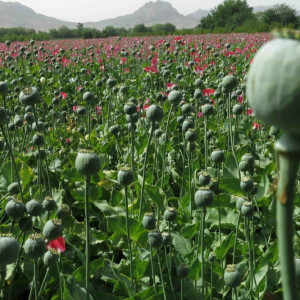 خشکسالی؛-عامل-افزایش-کشت-کوکنار-در-هرات