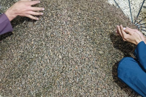 افزایش-حاصلات-جلغوزه-در-ننگرهار؛-بیش-از-۹۰-تُن-برداشت-شد