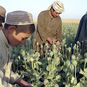 کشت-مواد-مخدر-در-بدل-پرداخت-پول-از-سوی-طالبان