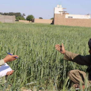 فائو-به-۲-۲-میلیون-خانواده-کشاورز-افغان-بذر-اصلاحشده-کمک-کرده-است