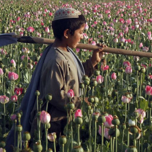 افزایش-درصدی-کشت-کوکنار-در-ولایت-فاریاب